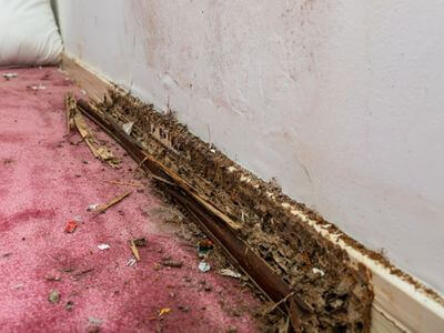 About Portland OR Mold Remediation Pros - mold remediation experts in Portland